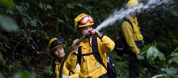 Firefighters, in bright yellow gear, use a fire hose in a forest setting.