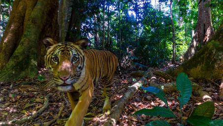 Tiger recorded on DSLR camera trap in northern Malaysia (2023). Photo: © Emmanuel Rondeau_WWF-US