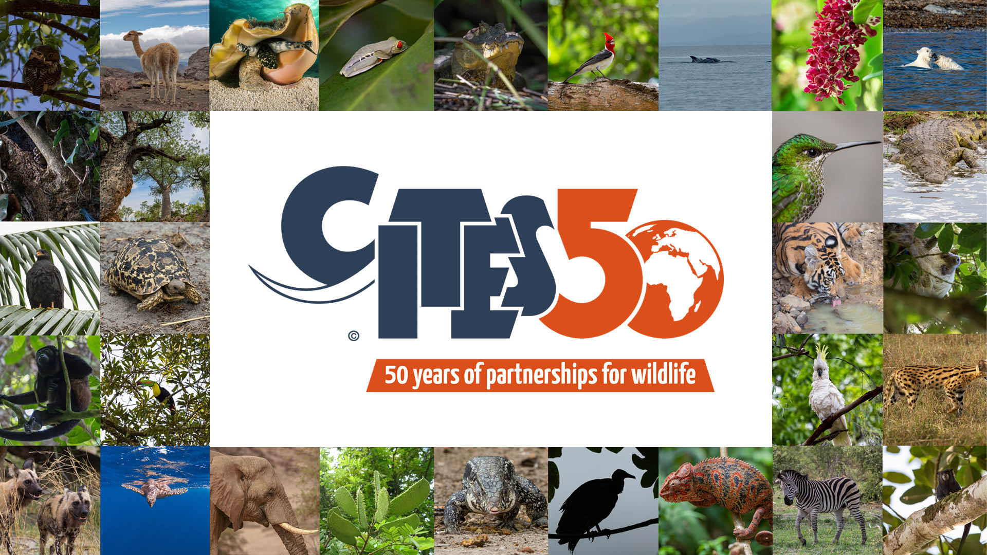 Celebrating 50 years of CITES conserving the world's wild animals and  plants on World Wildlife Day 2023