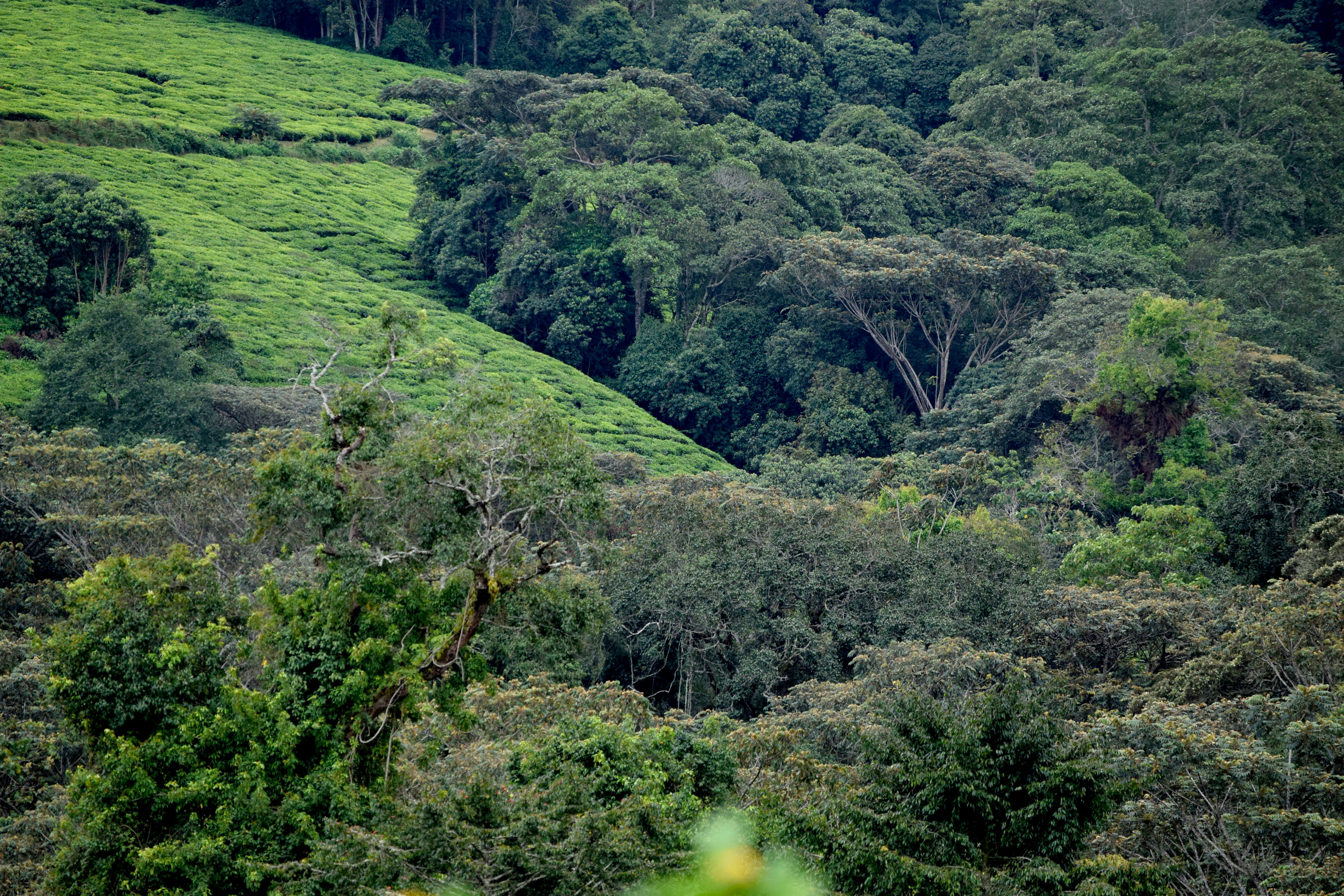 Teza, Kibira National Park, Burundi.