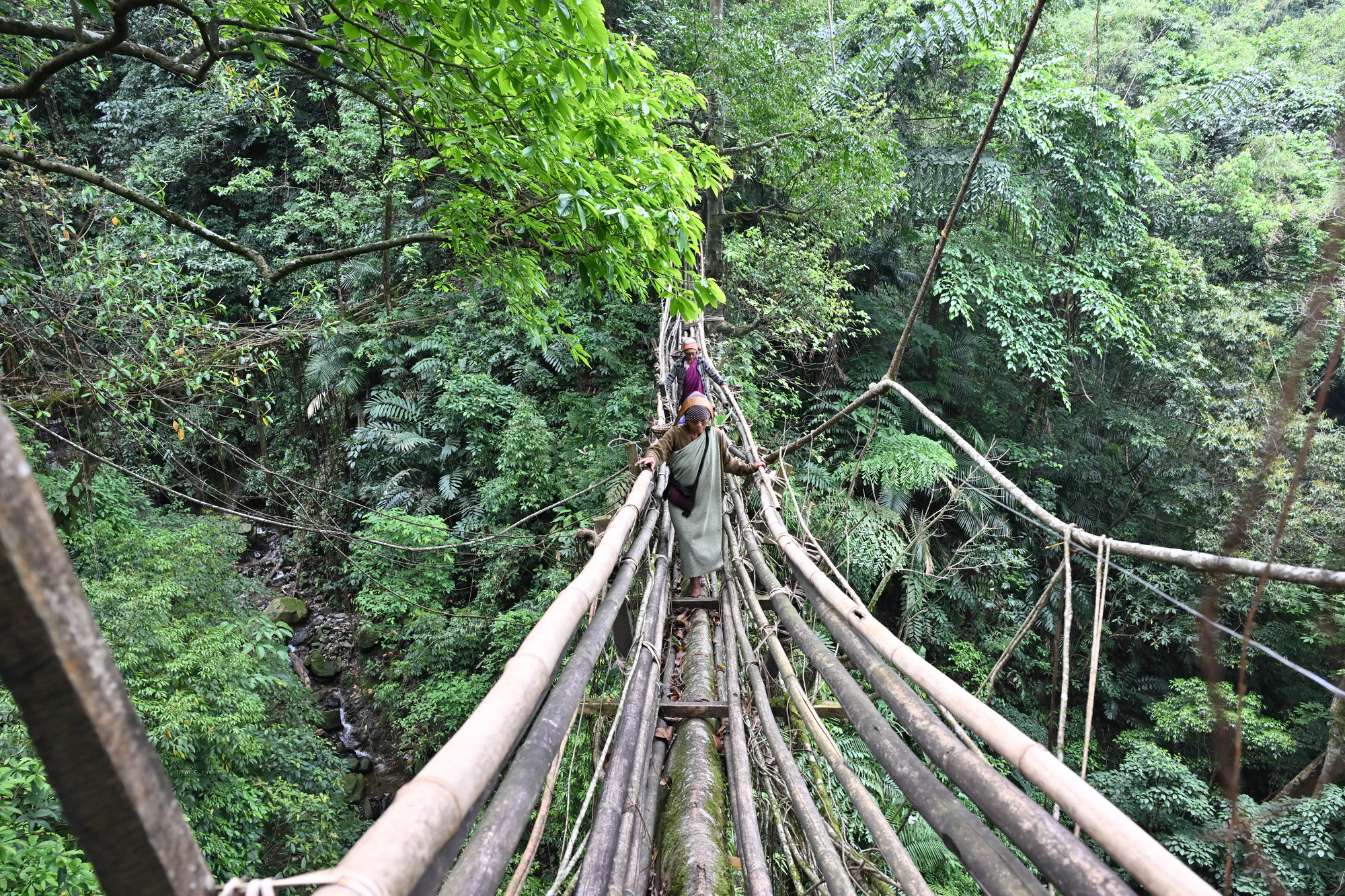 Longest living root bridge