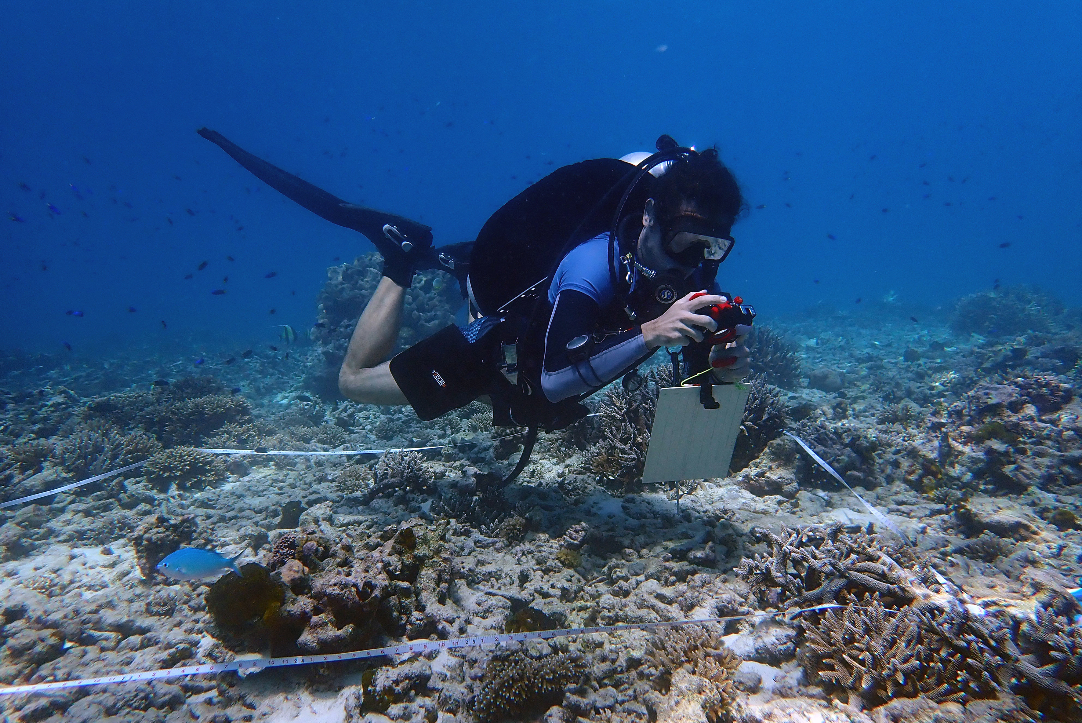 Coral Restoration in Seychelles