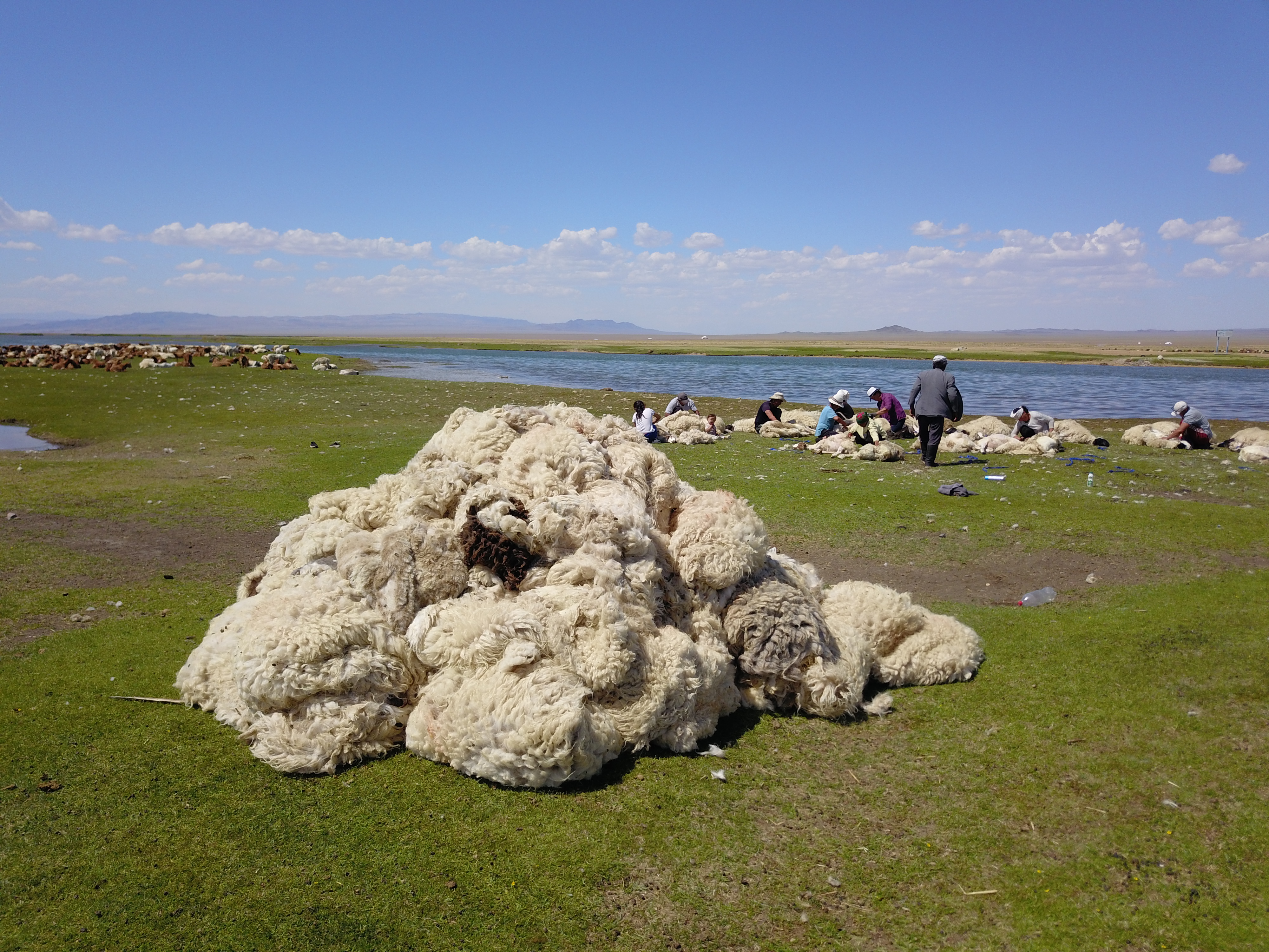 a herd of sheep standing on top of a grass covered field