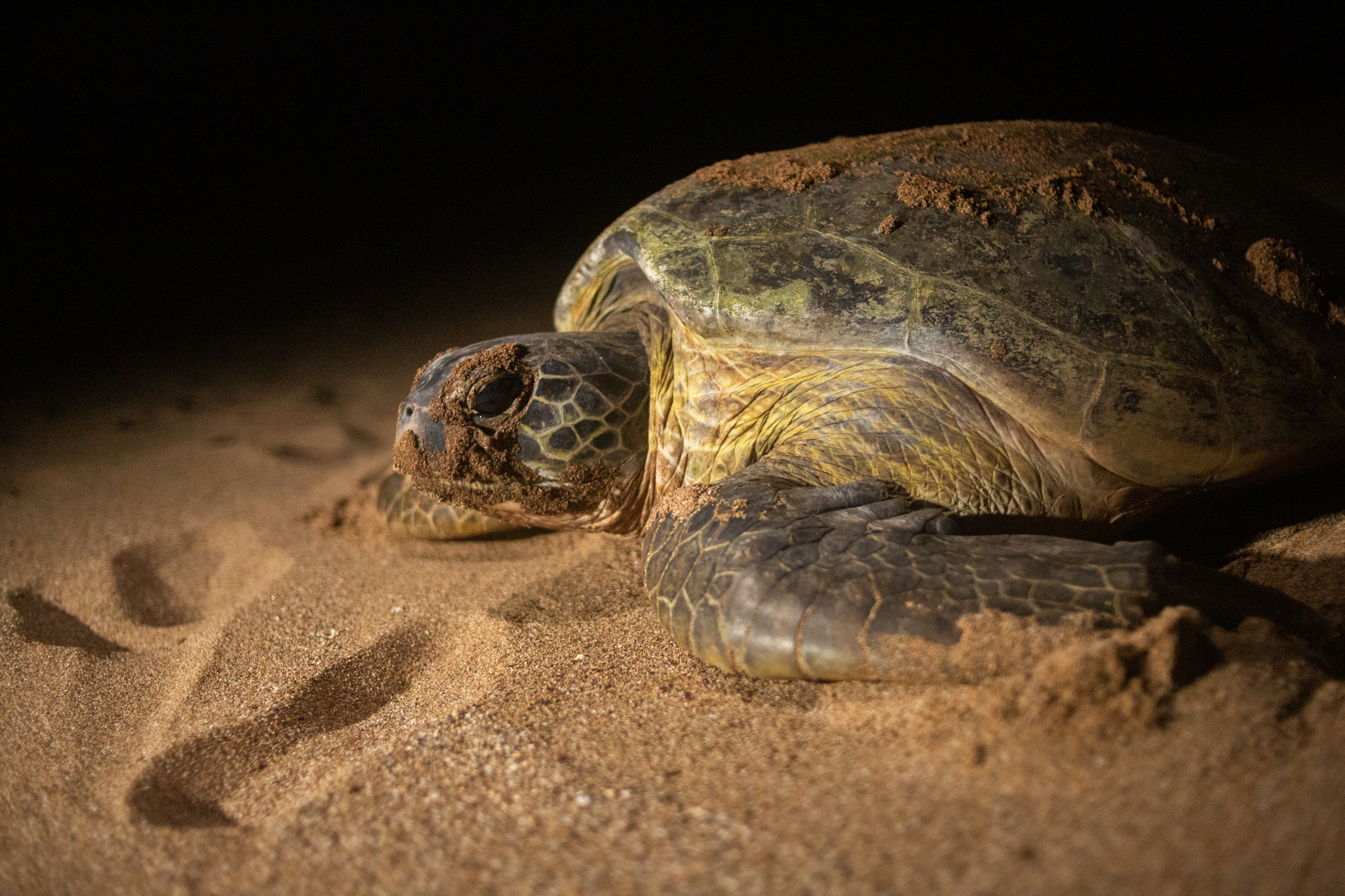 A turtle laying eggs on the beach