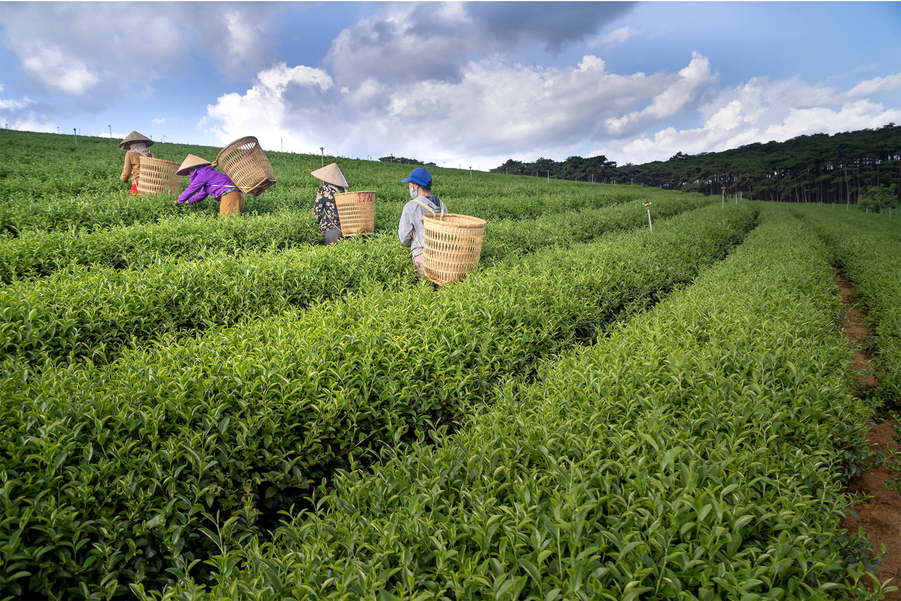 a group of people standing on a lush green field