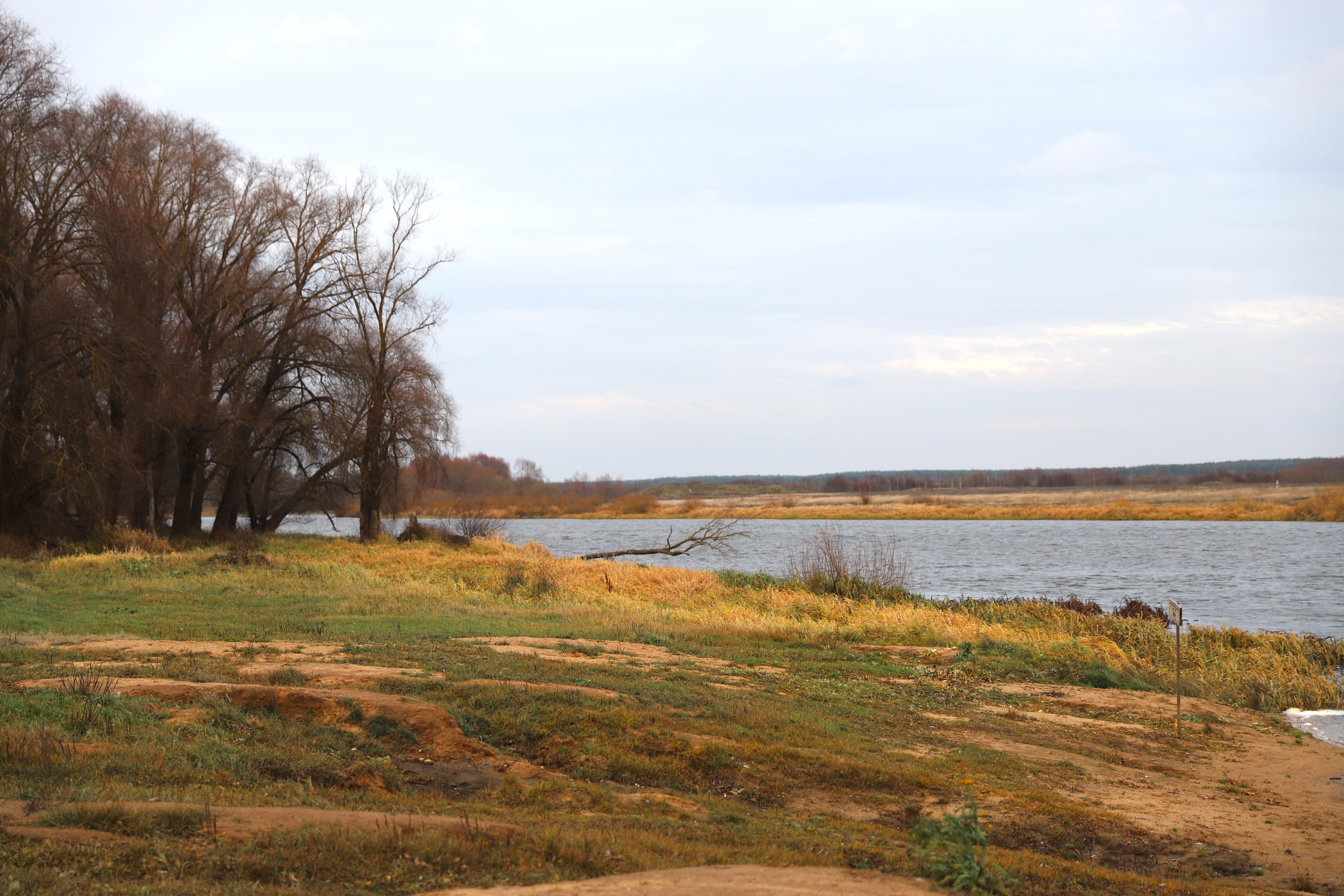 a tree next to a body of water