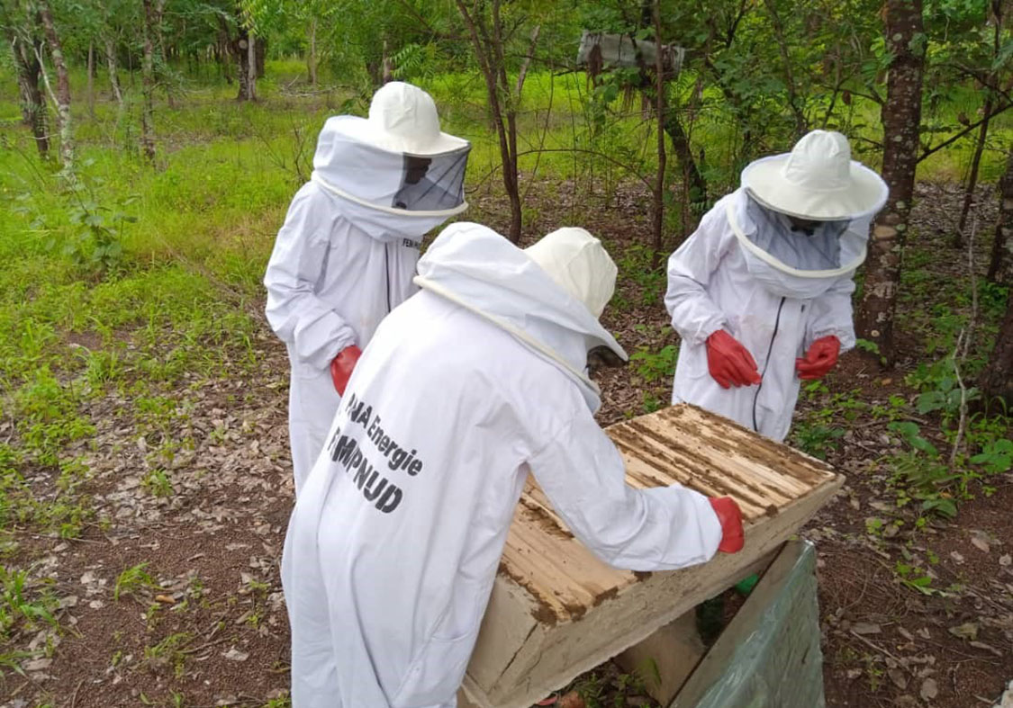 Matériel d'apiculture pour la production de miel naturel de qualité