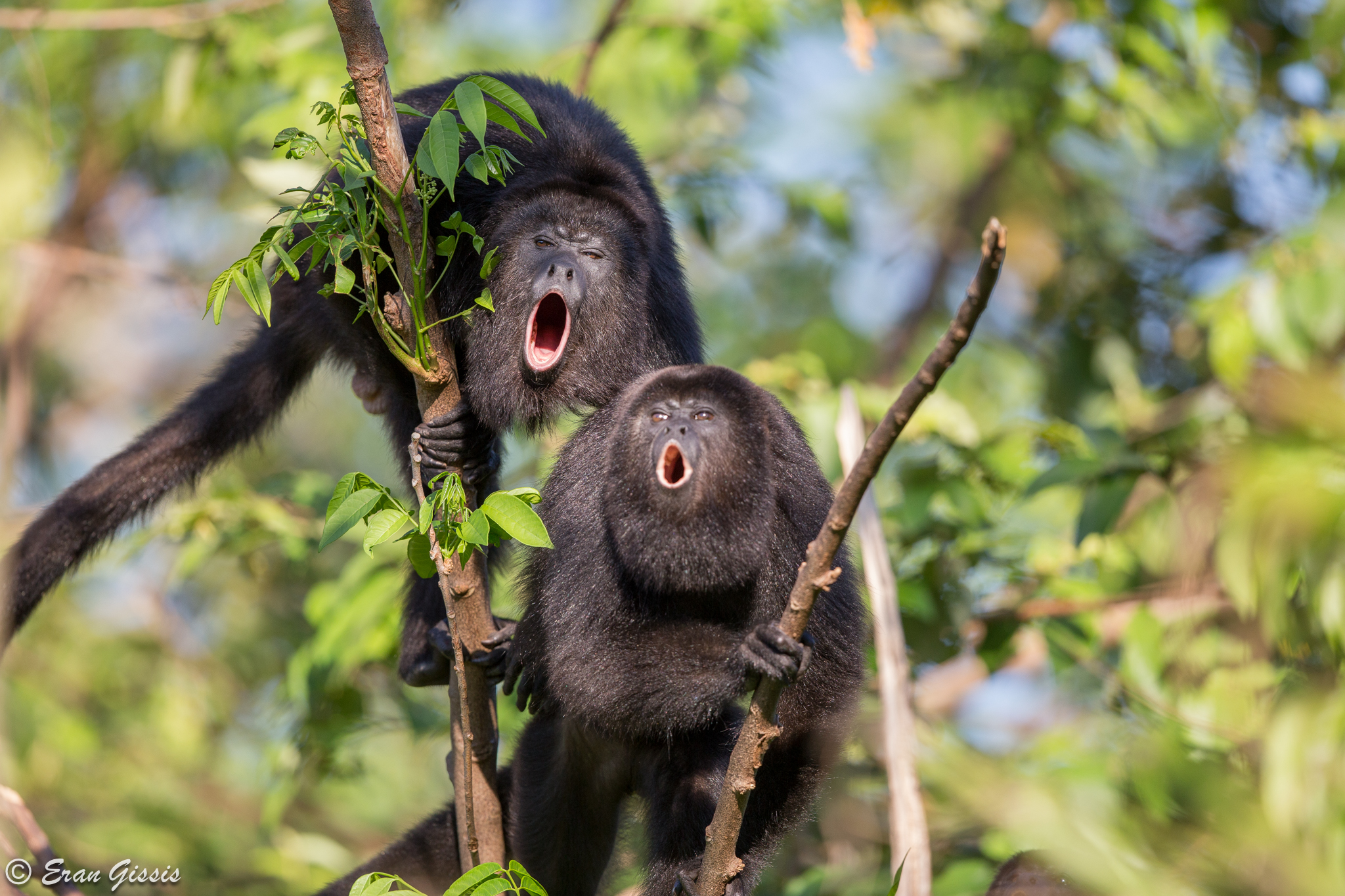 Животный мир Белиза. Обезьяна WTF. Howler Monkey. Monkey Haw Howler.