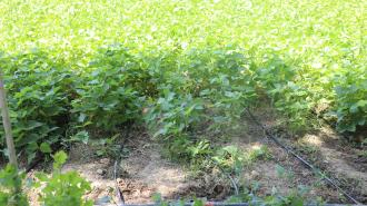 a close up of a lush green field