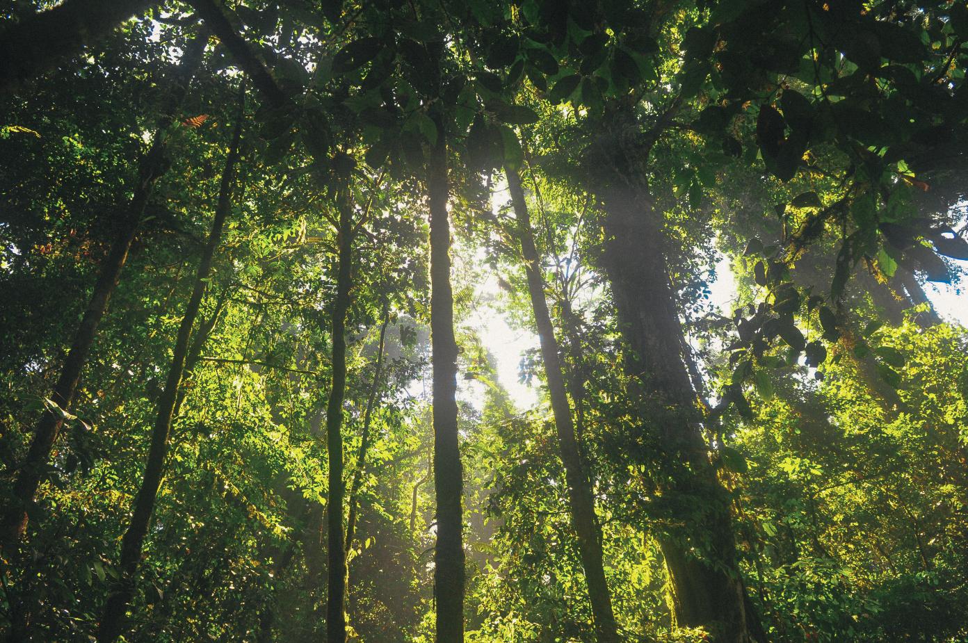 Hollow commitments and vanishing forests': World not on track to halt  devastating deforestation